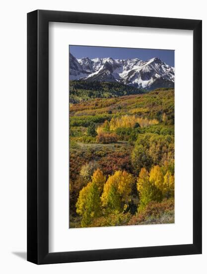 Autumn aspen trees and Sneffels Range, Mount Sneffels Wilderness, Colorado-Adam Jones-Framed Photographic Print