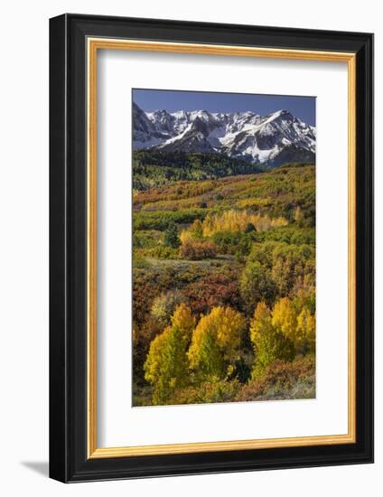 Autumn aspen trees and Sneffels Range, Mount Sneffels Wilderness, Colorado-Adam Jones-Framed Photographic Print