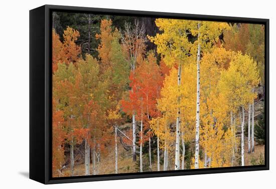 Autumn Aspen Trees-David Nunuk-Framed Premier Image Canvas