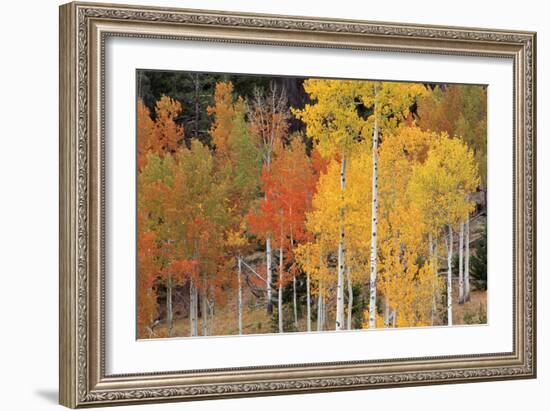 Autumn Aspen Trees-David Nunuk-Framed Photographic Print