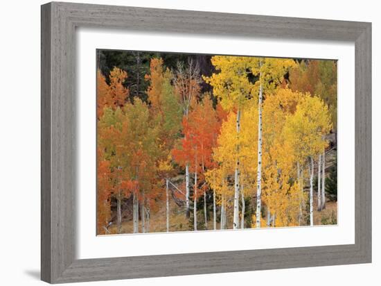 Autumn Aspen Trees-David Nunuk-Framed Photographic Print