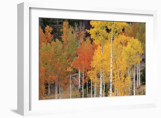 Autumn Aspen Trees-David Nunuk-Framed Photographic Print