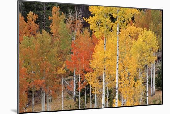 Autumn Aspen Trees-David Nunuk-Mounted Photographic Print