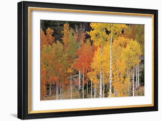 Autumn Aspen Trees-David Nunuk-Framed Photographic Print