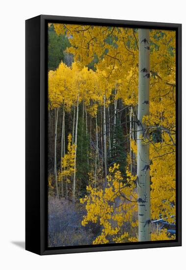 Autumn Aspens Along Cottonwood Pass, Rocky Mountains, Colorado,USA-Anna Miller-Framed Premier Image Canvas