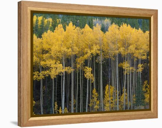 Autumn Aspens Along Cottonwood Pass, Rocky Mountains, Colorado,USA-Anna Miller-Framed Premier Image Canvas