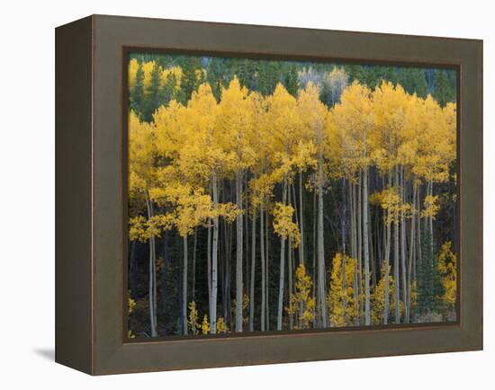 Autumn Aspens Along Cottonwood Pass, Rocky Mountains, Colorado,USA-Anna Miller-Framed Premier Image Canvas