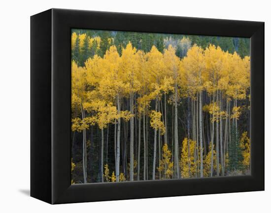 Autumn Aspens Along Cottonwood Pass, Rocky Mountains, Colorado,USA-Anna Miller-Framed Premier Image Canvas