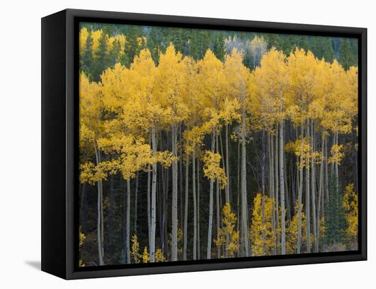 Autumn Aspens Along Cottonwood Pass, Rocky Mountains, Colorado,USA-Anna Miller-Framed Premier Image Canvas