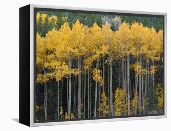 Autumn Aspens Along Cottonwood Pass, Rocky Mountains, Colorado,USA-Anna Miller-Framed Premier Image Canvas