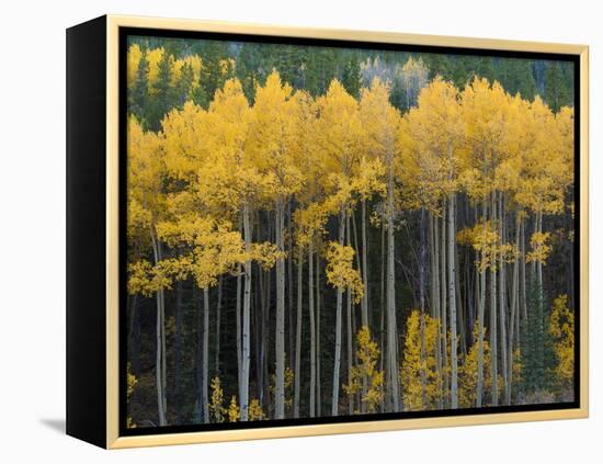 Autumn Aspens Along Cottonwood Pass, Rocky Mountains, Colorado,USA-Anna Miller-Framed Premier Image Canvas