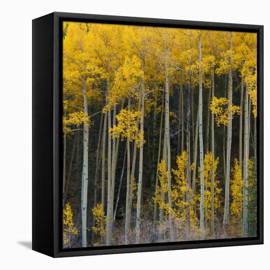 Autumn Aspens Along Cottonwood Pass, Rocky Mountains, Colorado,USA-Anna Miller-Framed Premier Image Canvas