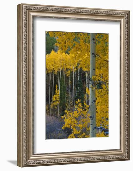 Autumn Aspens Along Cottonwood Pass, Rocky Mountains, Colorado,USA-Anna Miller-Framed Photographic Print