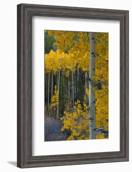 Autumn Aspens Along Cottonwood Pass, Rocky Mountains, Colorado,USA-Anna Miller-Framed Photographic Print
