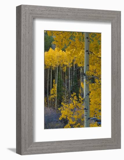 Autumn Aspens Along Cottonwood Pass, Rocky Mountains, Colorado,USA-Anna Miller-Framed Photographic Print