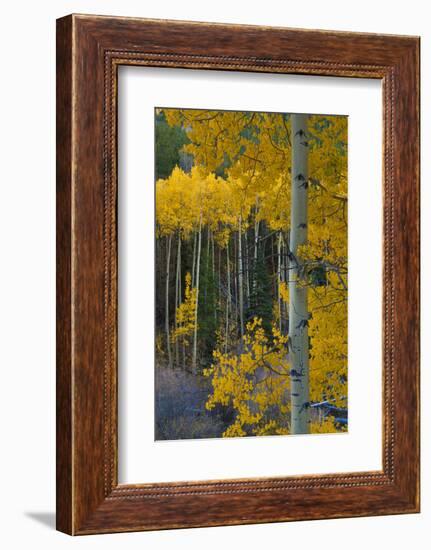 Autumn Aspens Along Cottonwood Pass, Rocky Mountains, Colorado,USA-Anna Miller-Framed Photographic Print