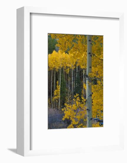 Autumn Aspens Along Cottonwood Pass, Rocky Mountains, Colorado,USA-Anna Miller-Framed Photographic Print