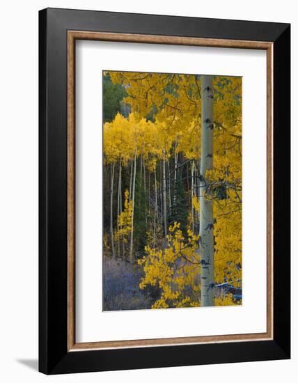 Autumn Aspens Along Cottonwood Pass, Rocky Mountains, Colorado,USA-Anna Miller-Framed Photographic Print