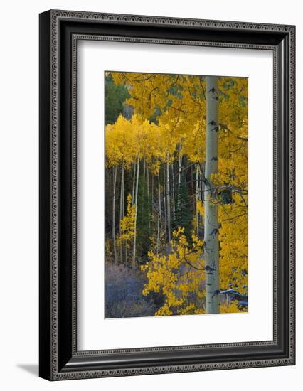 Autumn Aspens Along Cottonwood Pass, Rocky Mountains, Colorado,USA-Anna Miller-Framed Photographic Print