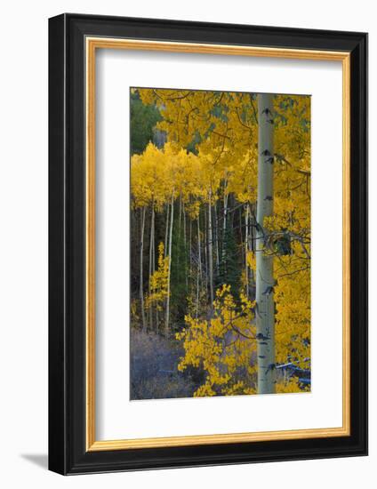 Autumn Aspens Along Cottonwood Pass, Rocky Mountains, Colorado,USA-Anna Miller-Framed Photographic Print