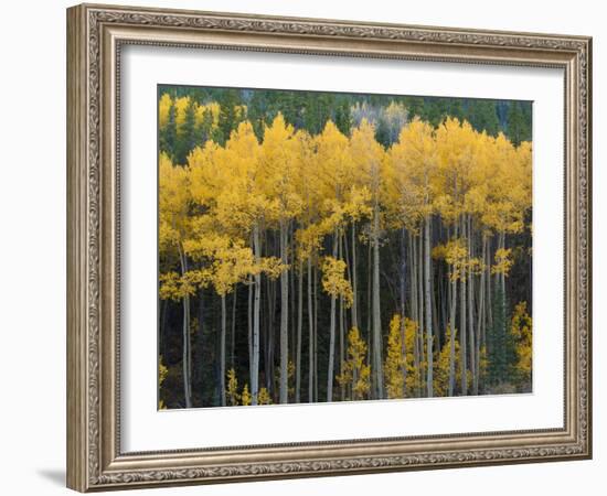 Autumn Aspens Along Cottonwood Pass, Rocky Mountains, Colorado,USA-Anna Miller-Framed Photographic Print