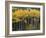 Autumn Aspens Along Cottonwood Pass, Rocky Mountains, Colorado,USA-Anna Miller-Framed Photographic Print