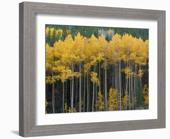 Autumn Aspens Along Cottonwood Pass, Rocky Mountains, Colorado,USA-Anna Miller-Framed Photographic Print