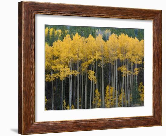 Autumn Aspens Along Cottonwood Pass, Rocky Mountains, Colorado,USA-Anna Miller-Framed Photographic Print