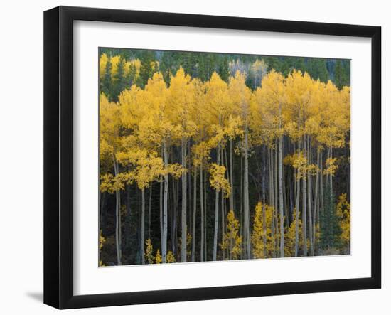 Autumn Aspens Along Cottonwood Pass, Rocky Mountains, Colorado,USA-Anna Miller-Framed Photographic Print