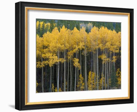 Autumn Aspens Along Cottonwood Pass, Rocky Mountains, Colorado,USA-Anna Miller-Framed Photographic Print