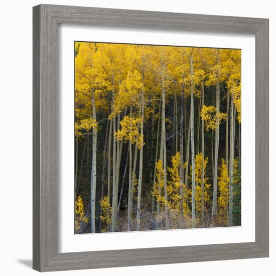 Autumn Aspens Along Cottonwood Pass, Rocky Mountains, Colorado,USA-Anna Miller-Framed Photographic Print