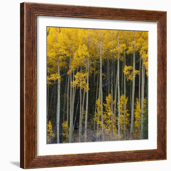 Autumn Aspens Along Cottonwood Pass, Rocky Mountains, Colorado,USA-Anna Miller-Framed Photographic Print