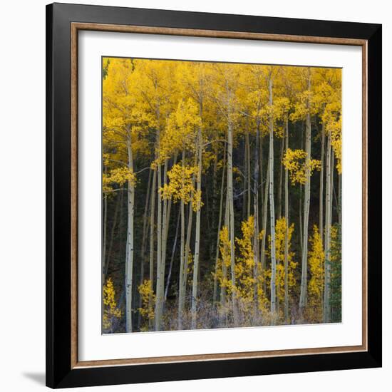 Autumn Aspens Along Cottonwood Pass, Rocky Mountains, Colorado,USA-Anna Miller-Framed Photographic Print