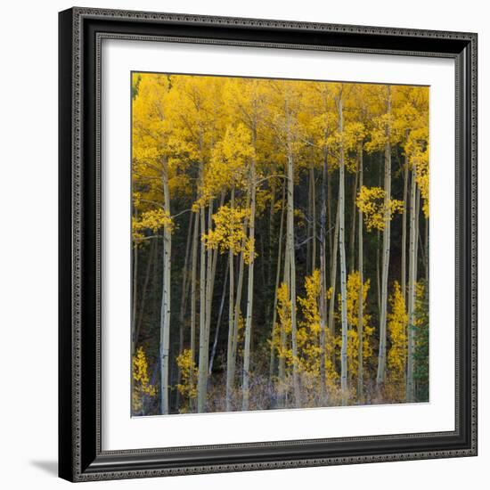 Autumn Aspens Along Cottonwood Pass, Rocky Mountains, Colorado,USA-Anna Miller-Framed Photographic Print