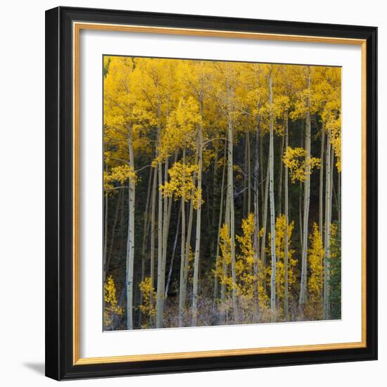 Autumn Aspens Along Cottonwood Pass, Rocky Mountains, Colorado,USA-Anna Miller-Framed Photographic Print