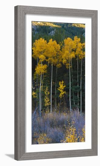 Autumn Aspens Along Cottonwood Pass, Rocky Mountains, Colorado,USA-Anna Miller-Framed Photographic Print