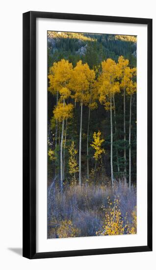 Autumn Aspens Along Cottonwood Pass, Rocky Mountains, Colorado,USA-Anna Miller-Framed Photographic Print