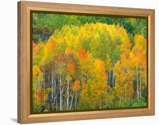 Autumn Aspens in Kebler Pass, Colorado, USA-Julie Eggers-Framed Premier Image Canvas