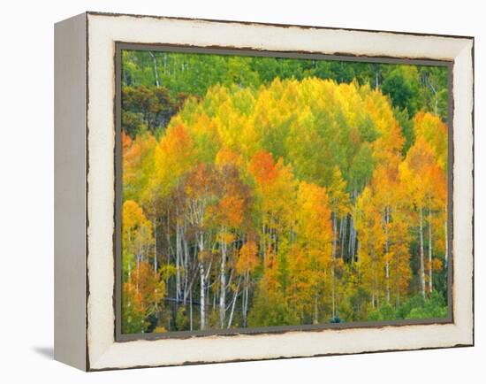 Autumn Aspens in Kebler Pass, Colorado, USA-Julie Eggers-Framed Premier Image Canvas
