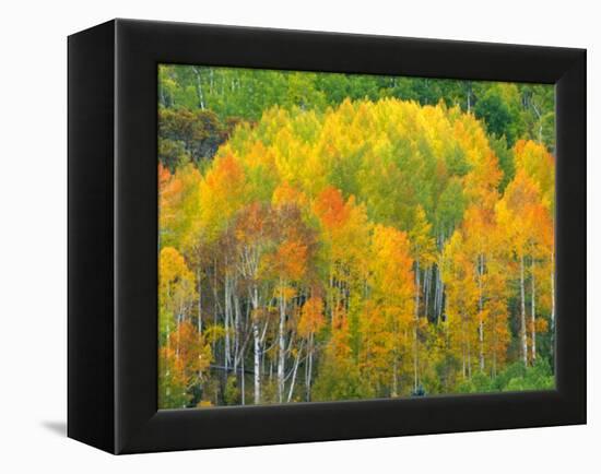 Autumn Aspens in Kebler Pass, Colorado, USA-Julie Eggers-Framed Premier Image Canvas