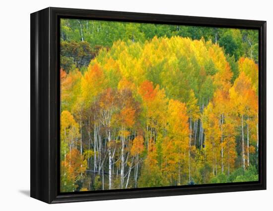 Autumn Aspens in Kebler Pass, Colorado, USA-Julie Eggers-Framed Premier Image Canvas