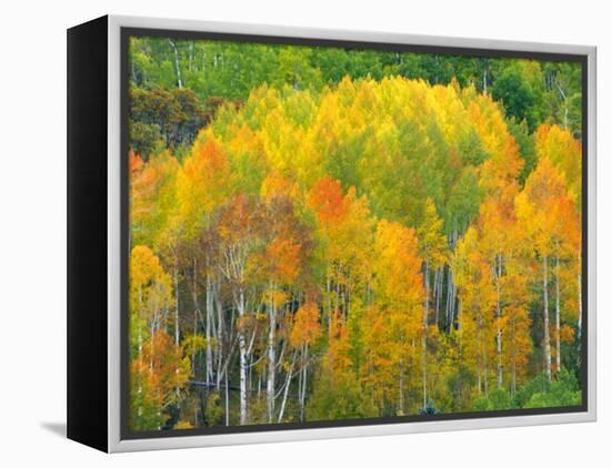 Autumn Aspens in Kebler Pass, Colorado, USA-Julie Eggers-Framed Premier Image Canvas