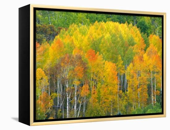 Autumn Aspens in Kebler Pass, Colorado, USA-Julie Eggers-Framed Premier Image Canvas