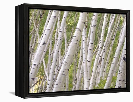 Autumn Aspens in Kebler Pass, Colorado, USA-Julie Eggers-Framed Premier Image Canvas