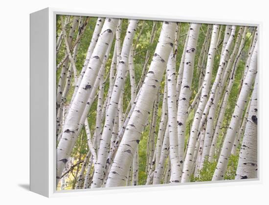 Autumn Aspens in Kebler Pass, Colorado, USA-Julie Eggers-Framed Premier Image Canvas