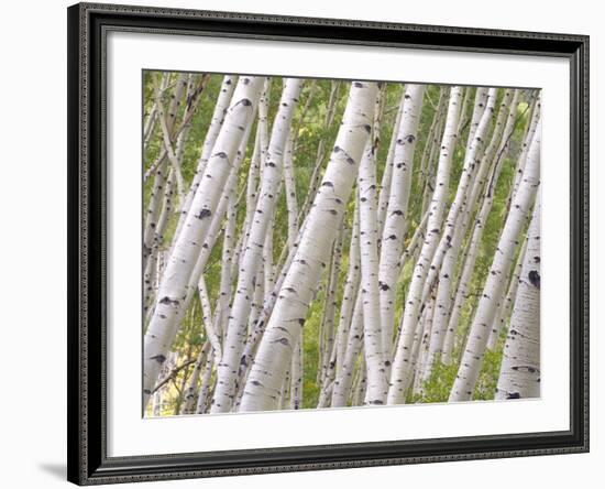 Autumn Aspens in Kebler Pass, Colorado, USA-Julie Eggers-Framed Photographic Print