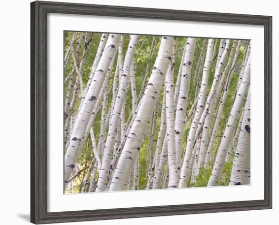 Autumn Aspens in Kebler Pass, Colorado, USA-Julie Eggers-Framed Photographic Print