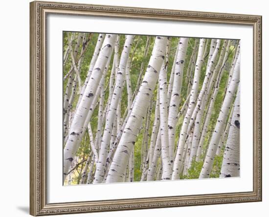 Autumn Aspens in Kebler Pass, Colorado, USA-Julie Eggers-Framed Photographic Print