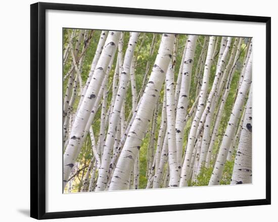 Autumn Aspens in Kebler Pass, Colorado, USA-Julie Eggers-Framed Photographic Print