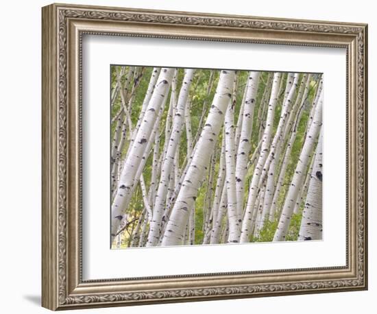 Autumn Aspens in Kebler Pass, Colorado, USA-Julie Eggers-Framed Photographic Print